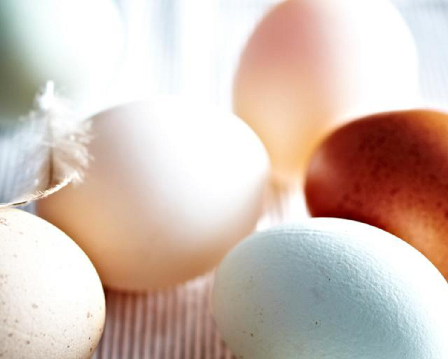All About Eggs