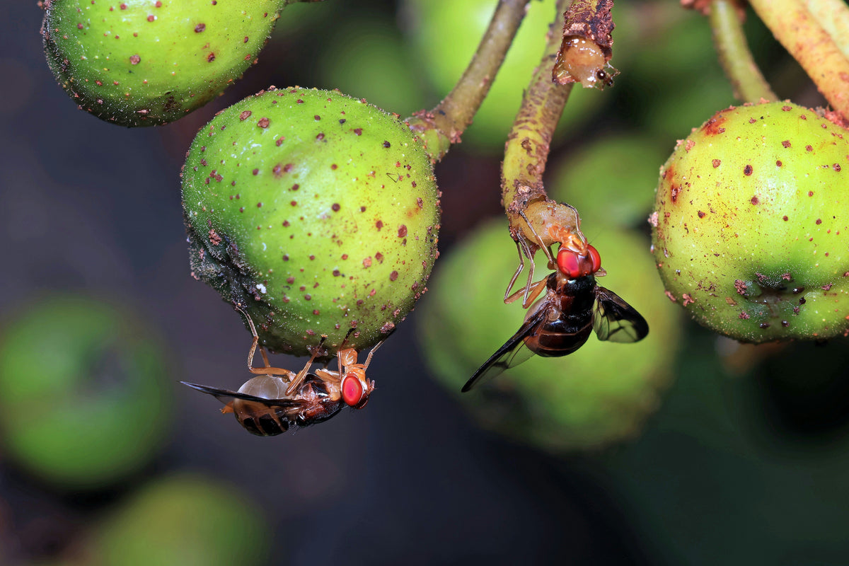 How to Get Rid of Fruit Flies (And Keep Them Away for Good)