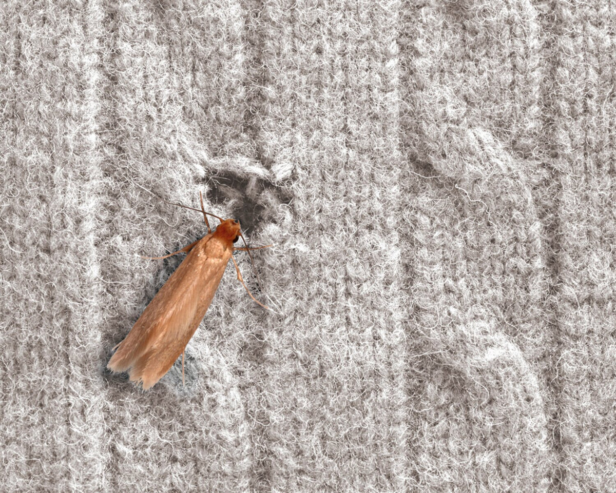 How to get rid of moths (the ones that eat your clothes and your carpets)
